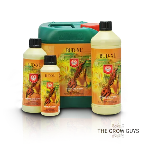 Bud-XL by House & Garden