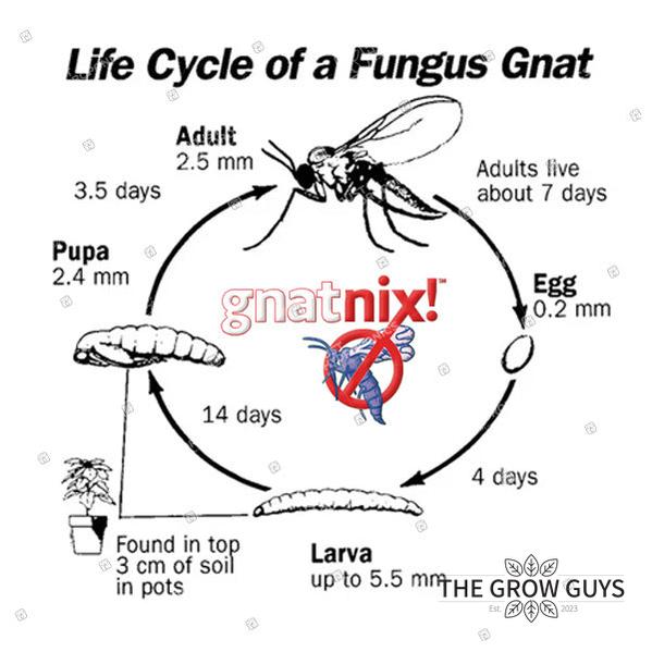 Gnat Nix by JB Hydroponics