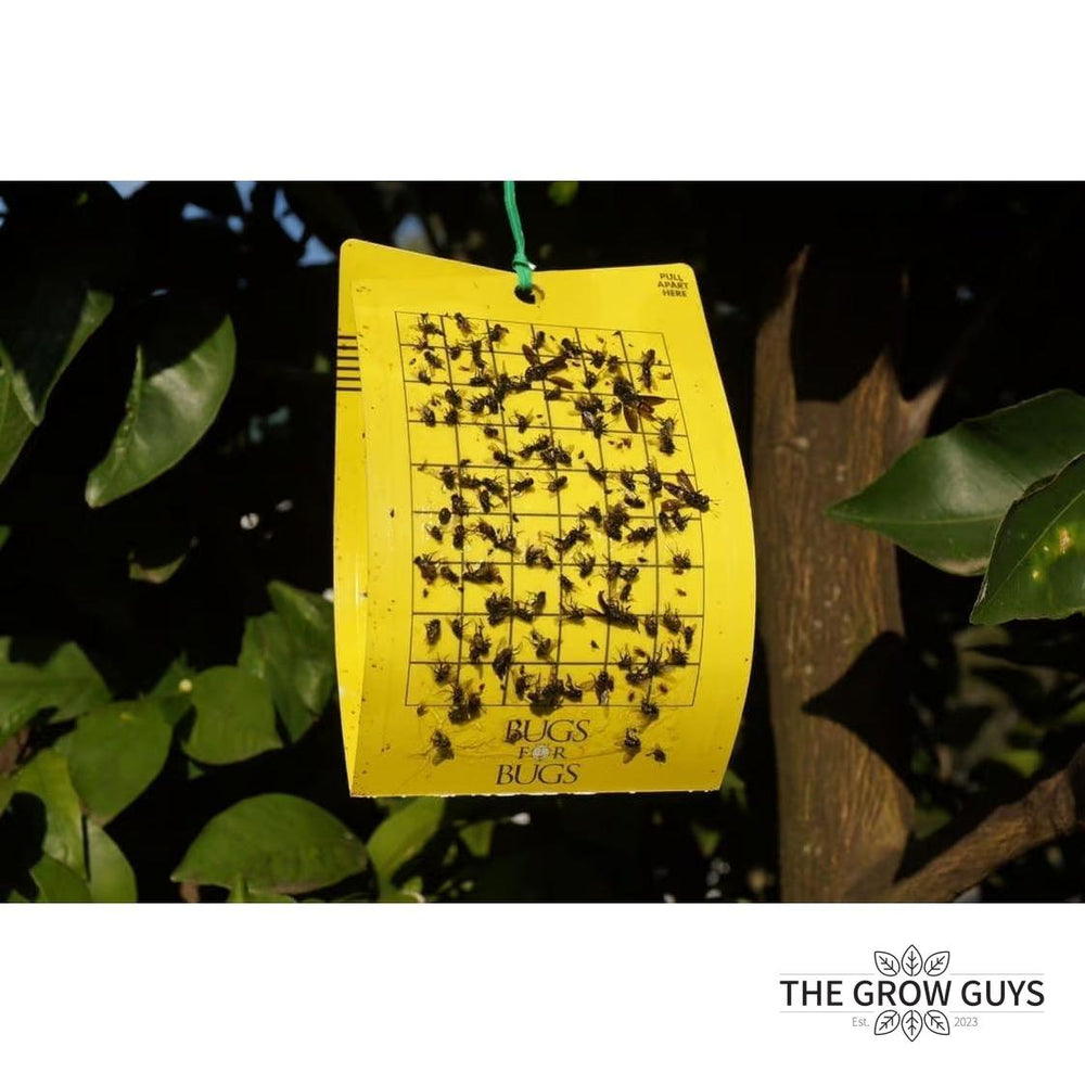 Bugs for Bugs Yellow Sticky Trap — Aphid, Whitefly & Fungus Gnat Monitor
