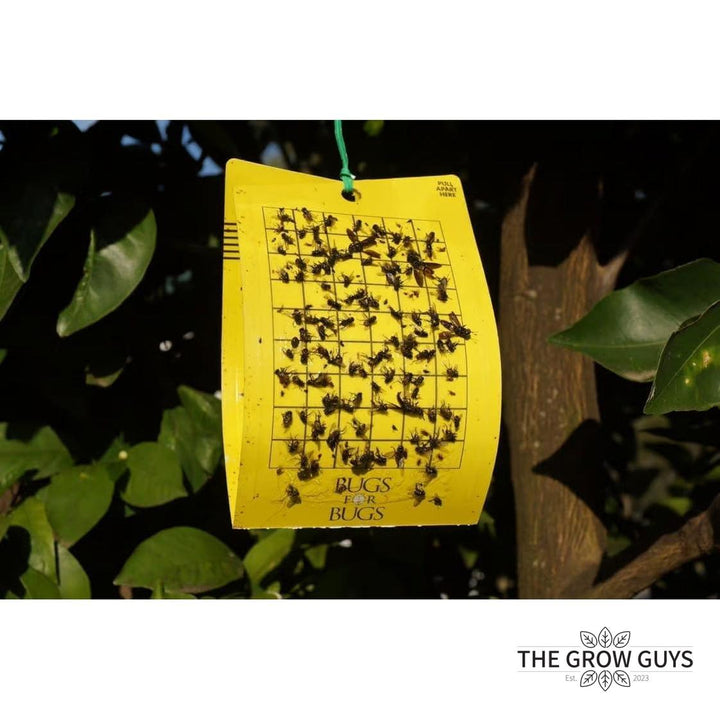 Bugs for Bugs Yellow Sticky Trap — Aphid, Whitefly & Fungus Gnat Monitor