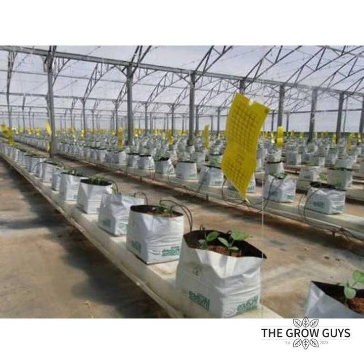 Bugs for Bugs Yellow Sticky Trap — Aphid, Whitefly & Fungus Gnat Monitor