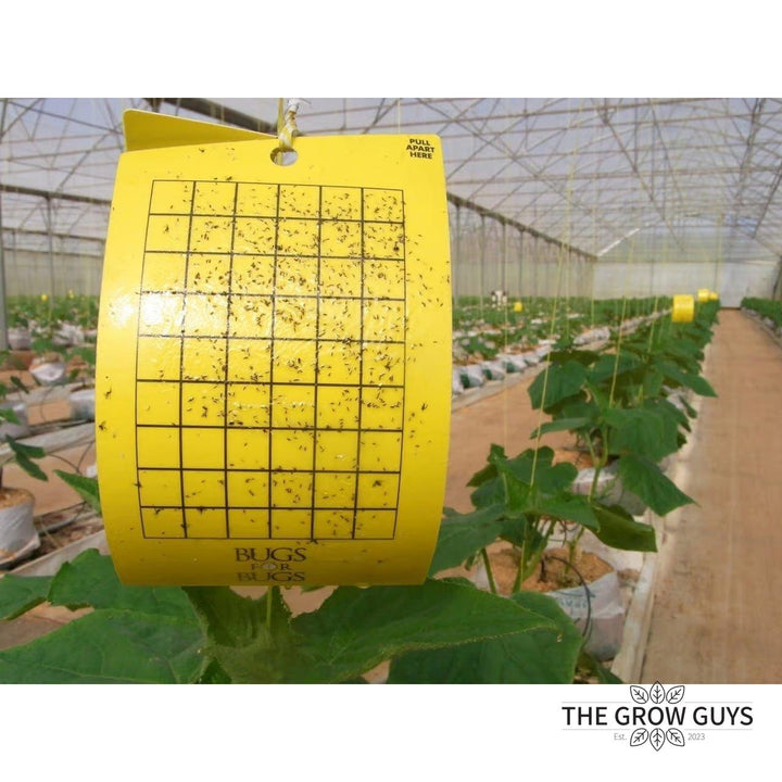 Bugs for Bugs Yellow Sticky Trap — Aphid, Whitefly & Fungus Gnat Monitor