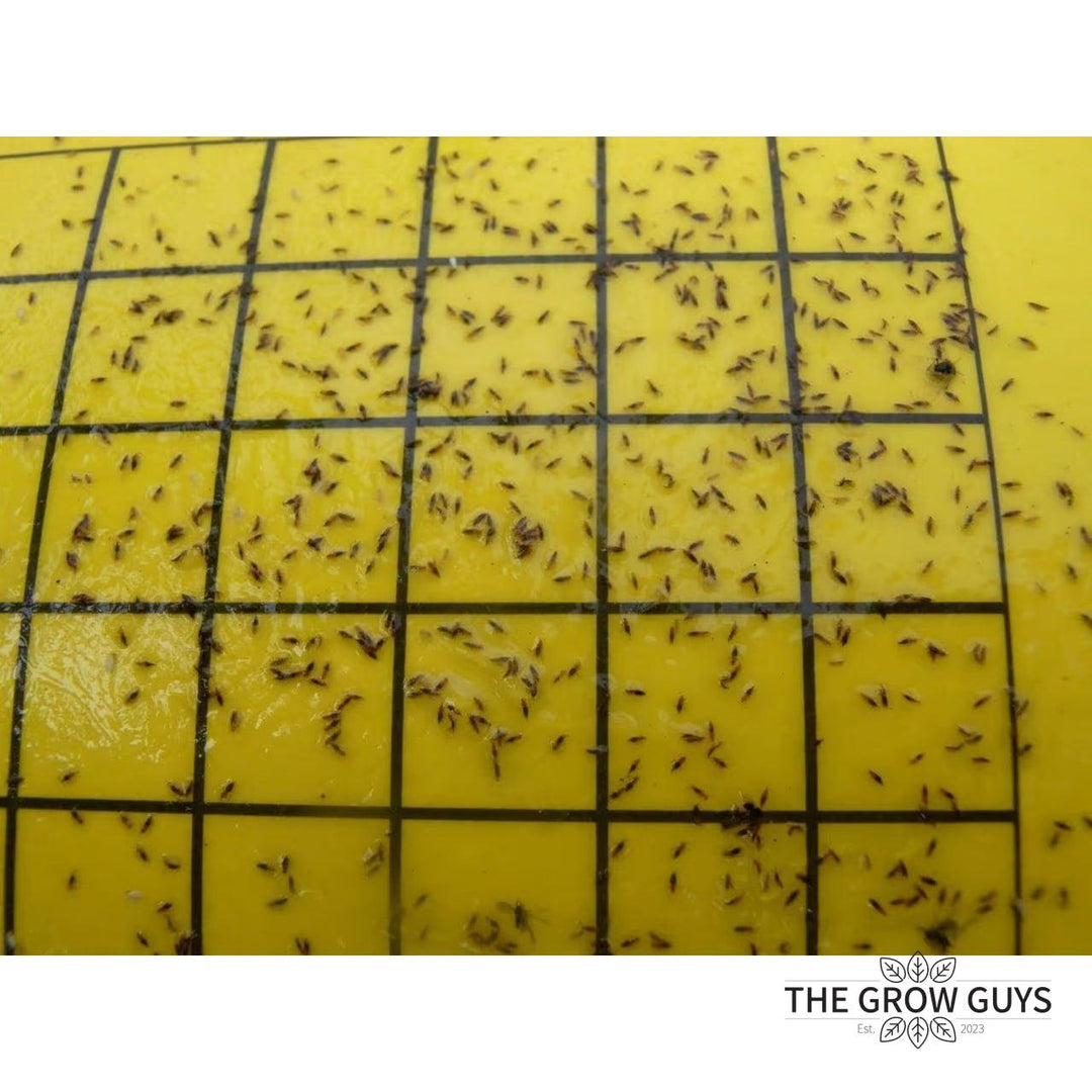 Bugs for Bugs Yellow Sticky Trap — Aphid, Whitefly & Fungus Gnat Monitor