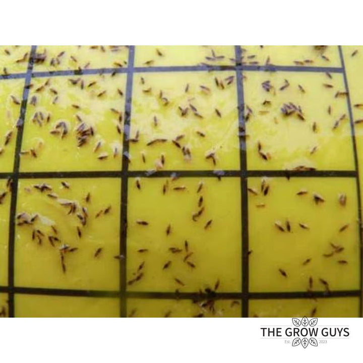 Bugs for Bugs Yellow Sticky Trap — Aphid, Whitefly & Fungus Gnat Monitor