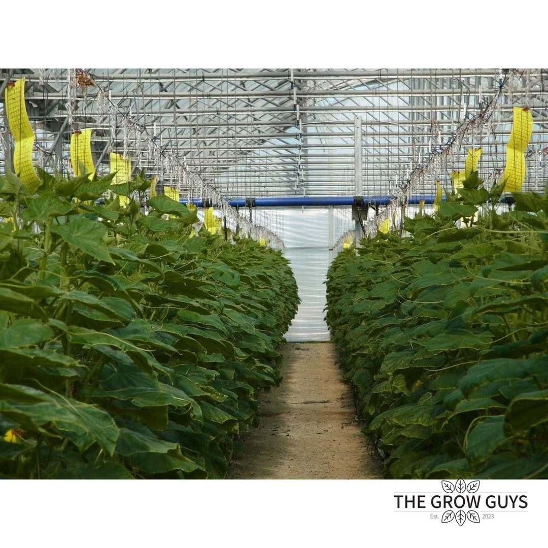 Bugs for Bugs Yellow Sticky Trap — Aphid, Whitefly & Fungus Gnat Monitor