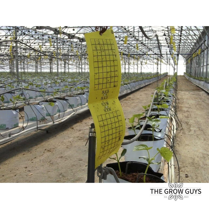 Bugs for Bugs Yellow Sticky Trap — Aphid, Whitefly & Fungus Gnat Monitor