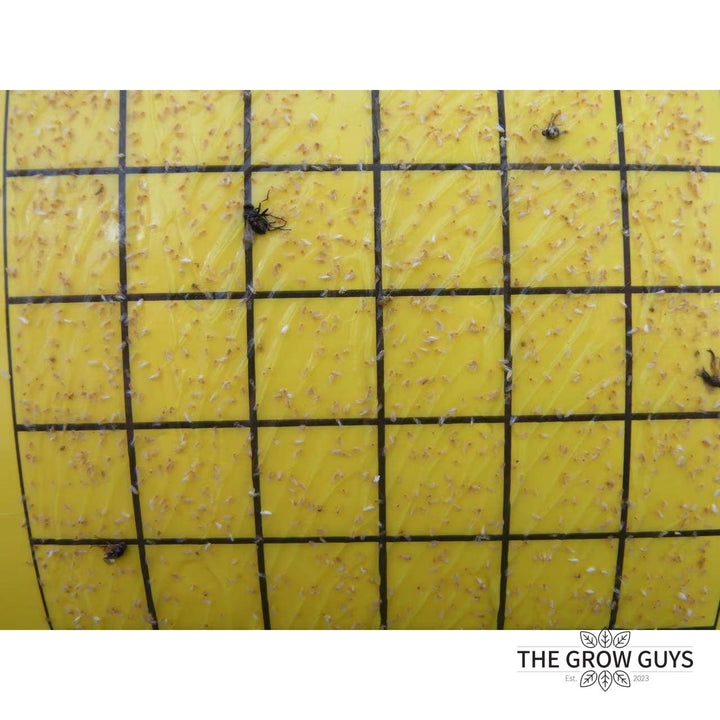 Bugs for Bugs Yellow Sticky Trap — Aphid, Whitefly & Fungus Gnat Monitor