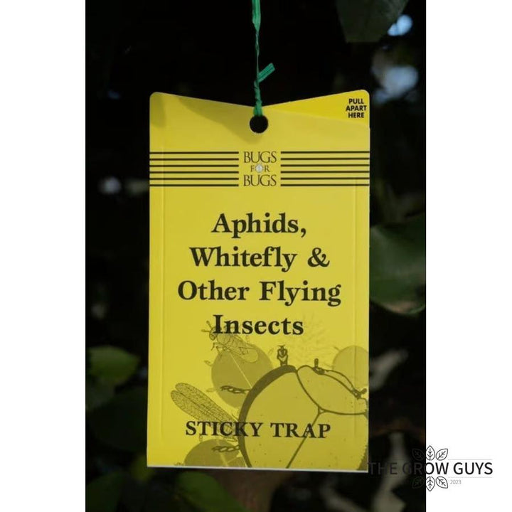 Bugs for Bugs Yellow Sticky Trap — Aphid, Whitefly & Fungus Gnat Monitor