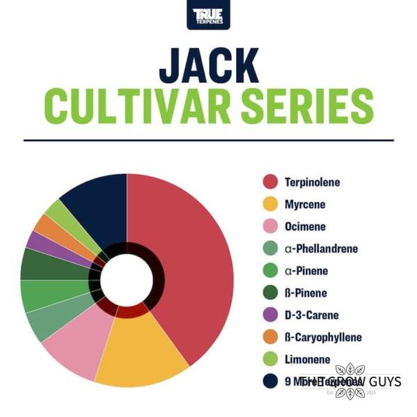 Jack by True Terpenes – Cultivar Series Citrus-Gas Sativa