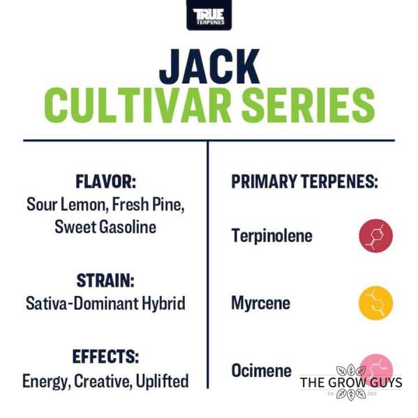 Jack by True Terpenes – Cultivar Series Citrus-Gas Sativa