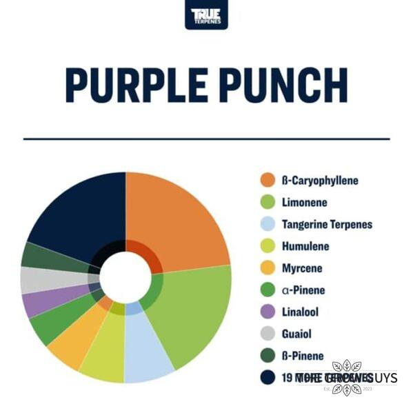 True Terpenes – Flavour Enhancers & Botanical Extracts | The Grow Guys