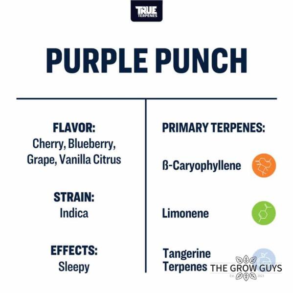 Purple Punch by True Terpenes – Indica Grape Candy Classic
