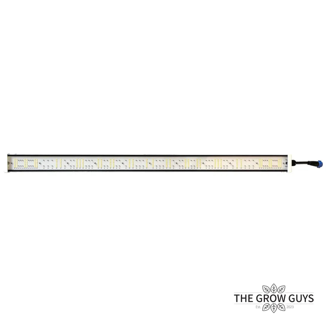 Tarantula Volcano Underlight 2 × 120W by Grand Master LED – Canopy Booster LED