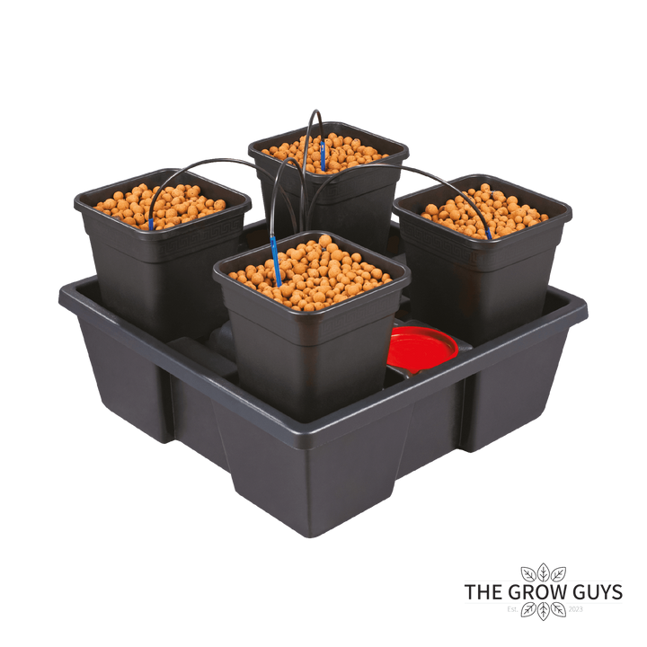 Wilma / Origin System (Multiple Sizes) by Nutriculture