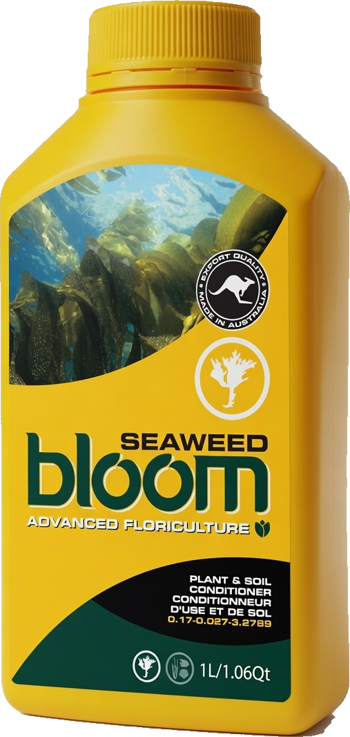 Bloom Seaweed yellow bottle, southern bull kelp plant and soil conditioner by Bloom Yellow Bottles